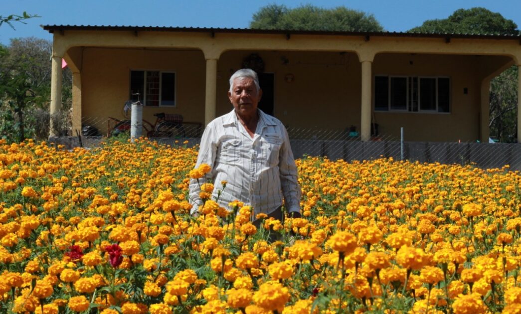 ECUANDUREO PRODUCE LA TRADICIONAL FLOR DE CEMPASÚCHIL