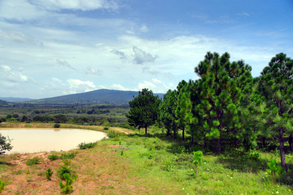 Fue 2020 un gran año para la conservación de los bosques michoacanos