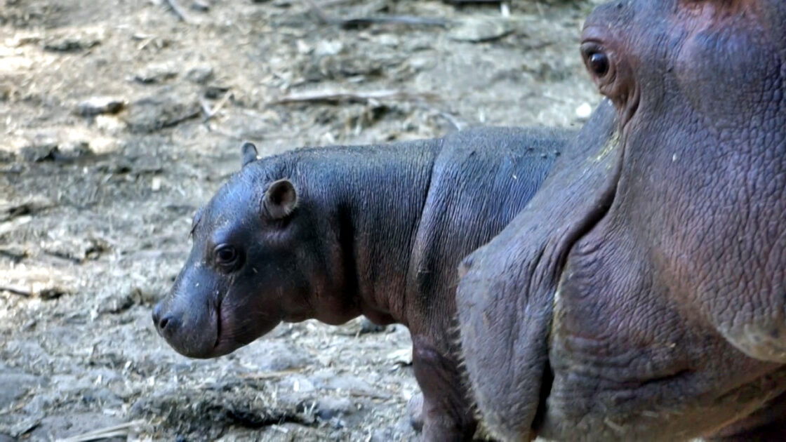 Un hipopótamo del Nilo, nuevo integrante del Zoológico de Morelia