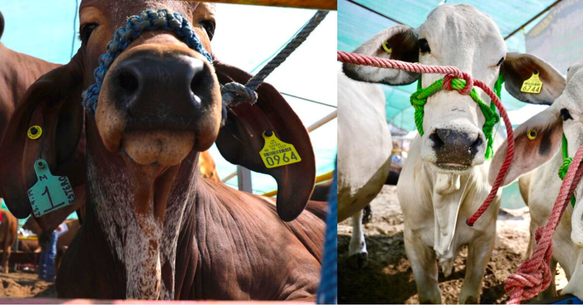 Entrega Gobernador sementales en Tierra Caliente para mejorar genética del ganado