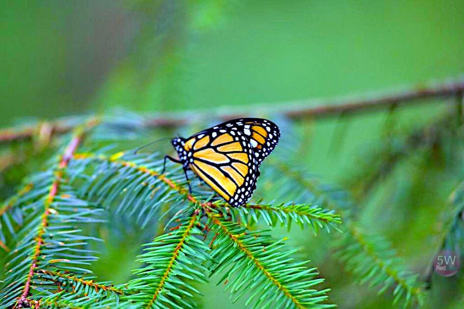 Cierra sus puertas el Parador Turístico de Senguio en la zona de la mariposa Monarca