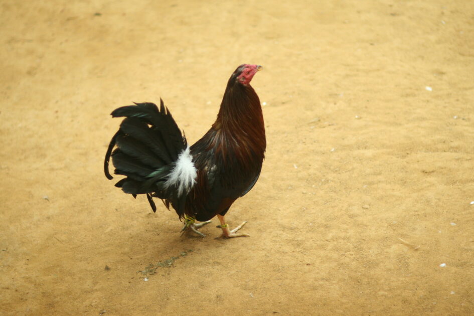 Por atender pelea de gallos en Purépero Michoacán, remiten 48 personas a barandilla