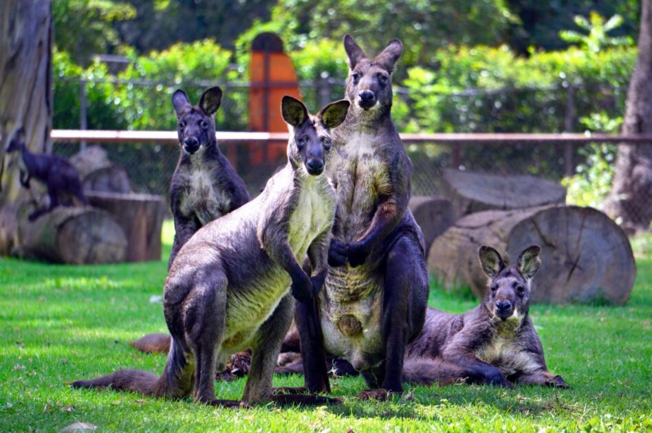 Mantiene Zoológico de Morelia sus puertas cerradas por el COVID-19