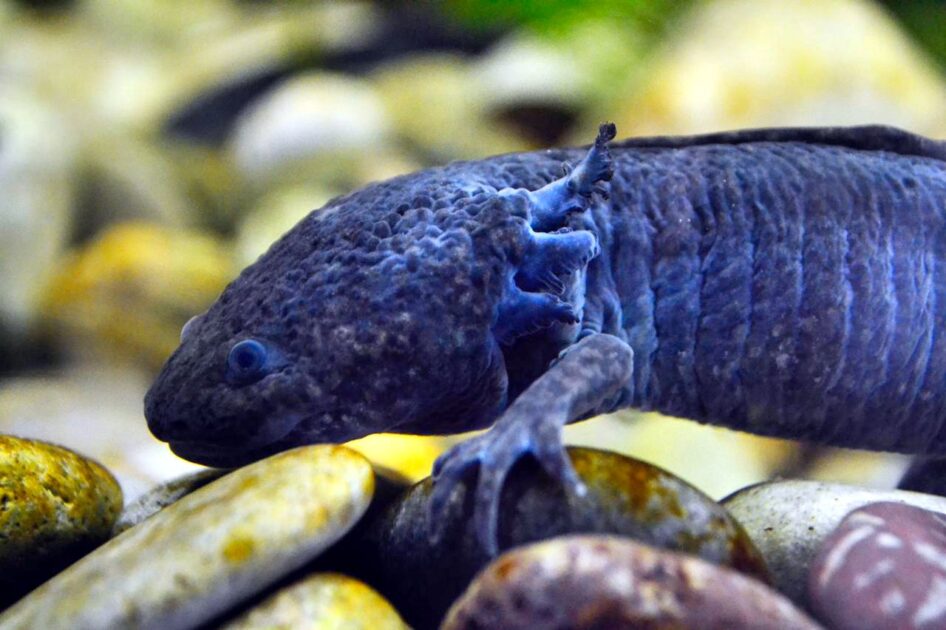 Zoológico de Morelia, principal aliado de la conservación del Ajolote Mexicano