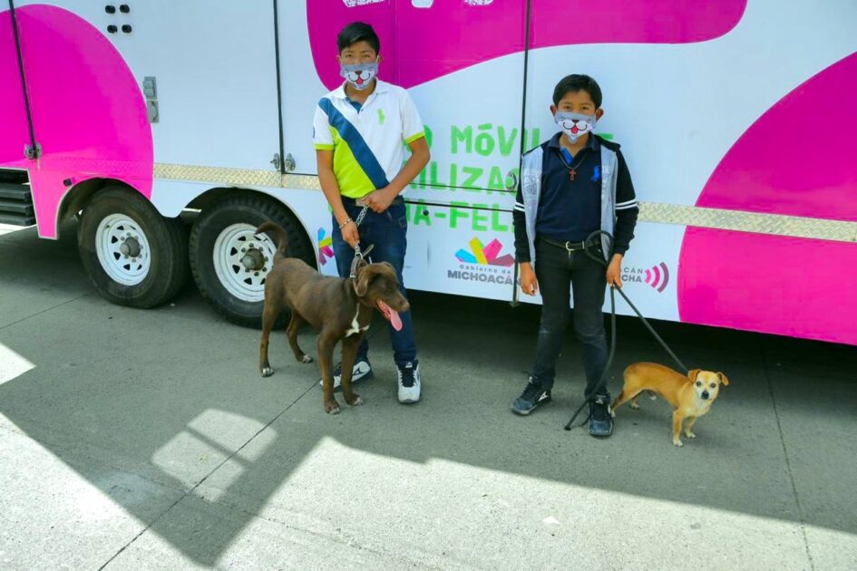 Más de 100 perros y gatos fueron esterilizados en enero