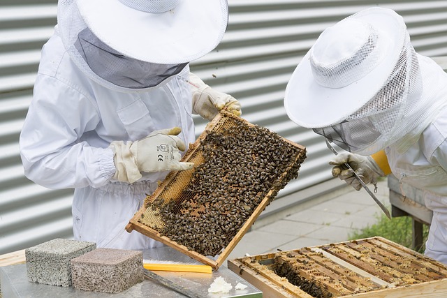 La UNESCO y Guerlain empoderan a las mujeres y apoyan la biodiversidad a través del programa “Mujeres por las Abejas”, auspiciado por Angelina Jolie