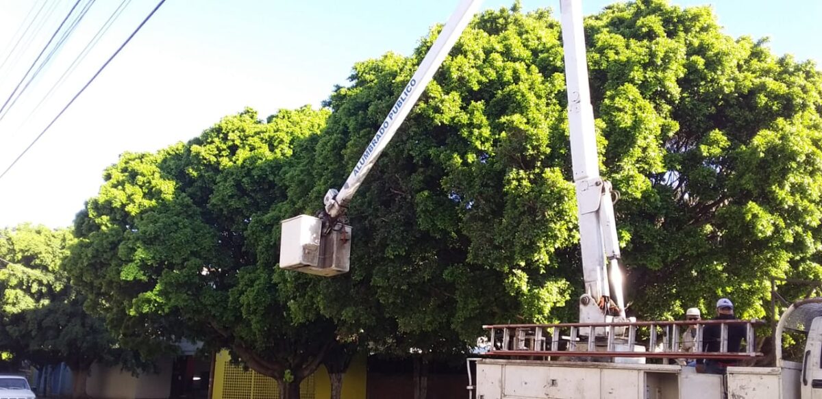 Para prevenir accidentes realizan faena de poda controlada de árboles en Zamora