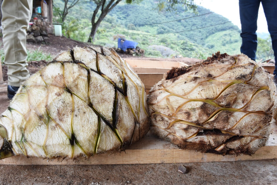 Michoacán, rico en variedad de mezcal