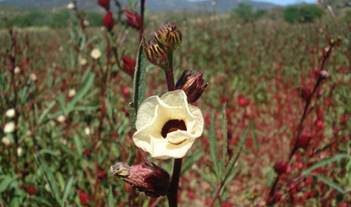 Desarrolló INIFAP variedades mejoradas de flor de jamaica; a los productores les genera cosechas más rentables y competitivas