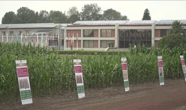 Consolidan INIFAP y CIMMYT estrategia de investigación y desarrollo de tecnología para contribuir a la autosuficiencia alimentaria