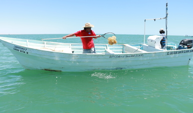 Abierta la pesquería de medusa bola de cañón para la Cooperativa Comunidades Yaqui