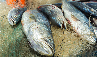 Inicia veda de curvina golfina a partir del 1 de mayo