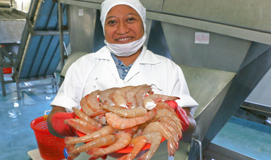 Publica Agricultura fechas y zonas de veda de camarón del Golfo de México y Mar Caribe