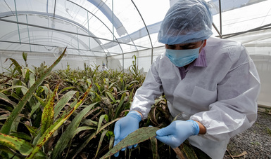 México, referencia en materia de control biológico contra plagas, una alternativa al uso de sustancias químicas