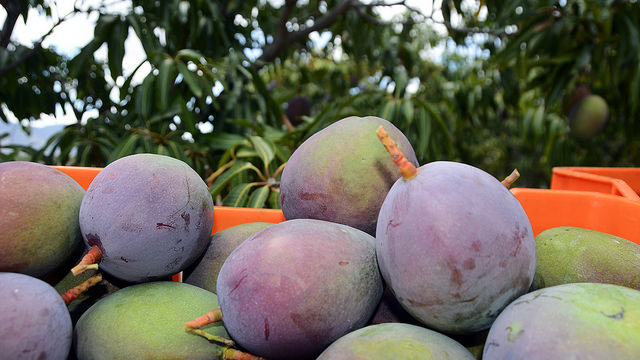 El Festival de la Cosecha del Mango de República Dominicana transcurre con “Brillante Éxito”