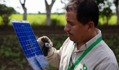 Participa México en estudio de la FAO sobre impacto del cambio climático en las plagas de las plantas