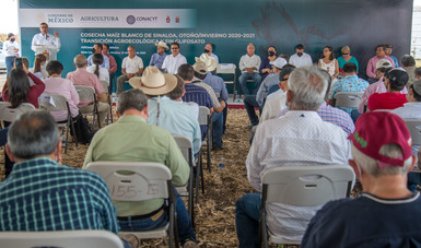 Cosechan en Sinaloa maíz blanco con transición agroecológica y sin glifosato