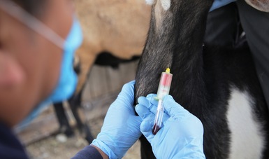 Permite Sistema de Vigilancia detectar de manera temprana enfermedades emergentes en animales