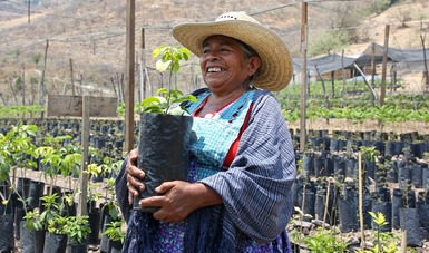 Paga Sembrando Vida mes de mayo a campesinas y campesinos; inversión social de mil 890 mdp