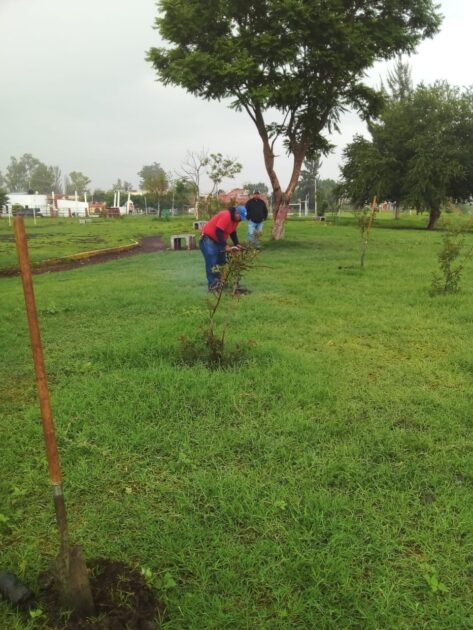 Continúa la reforestación en la ciudad de Zamora