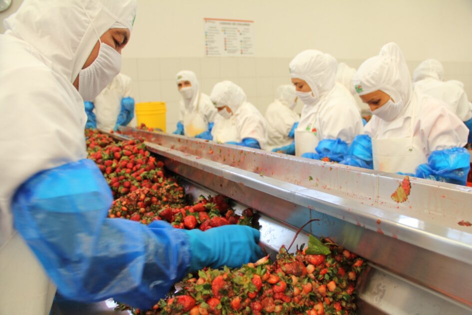 Zamora, se mantiene como uno de los municipios con mayor  exportación de fresa