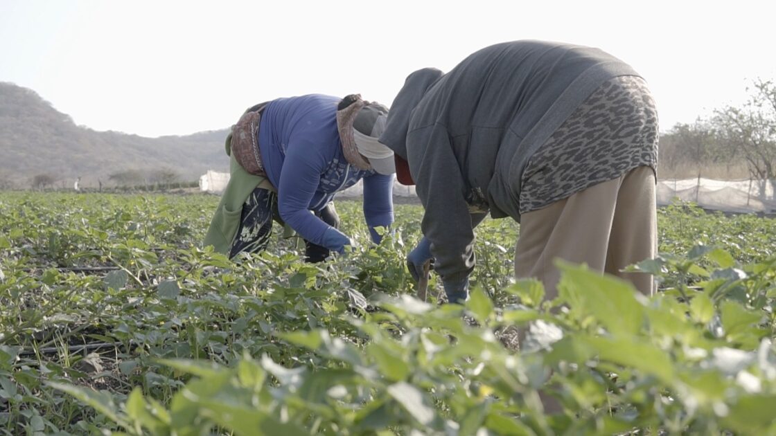 En marcha programa emergente de reactivación económica para la agroindustria en Zamora