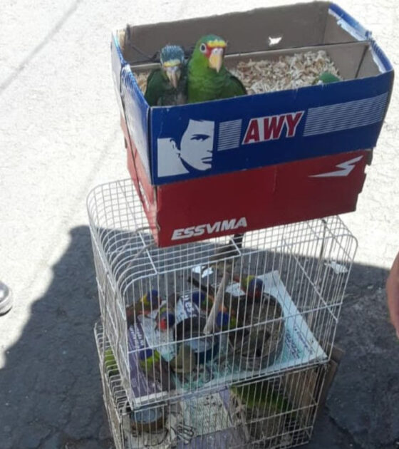 De nueva cuenta, SSP detiene a hombre implicado en el delito de tráfico ilegal de ejemplares