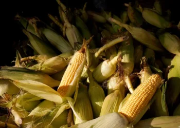 Prerregistro maíz Jalisco 2025