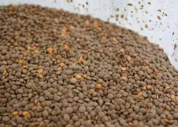 Lenteja del Bienestar Michoacán