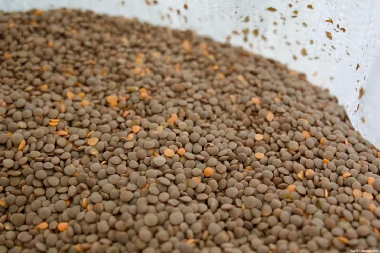 Lenteja del Bienestar Michoacán