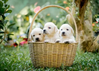 Feria de Adopción Huella Solidaria