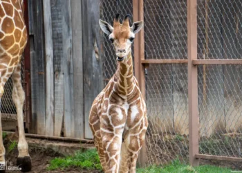 Cría de jirafa en cautiverio en zoológico de México.