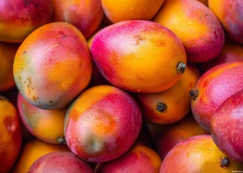 industria del mango en Estados Unidos 2026