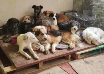 protección animal Michoacán 2025