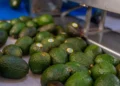 Aguacates frescos en proceso de selección para empaque y venta.