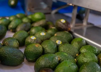Aguacates frescos en proceso de selección para empaque y venta.