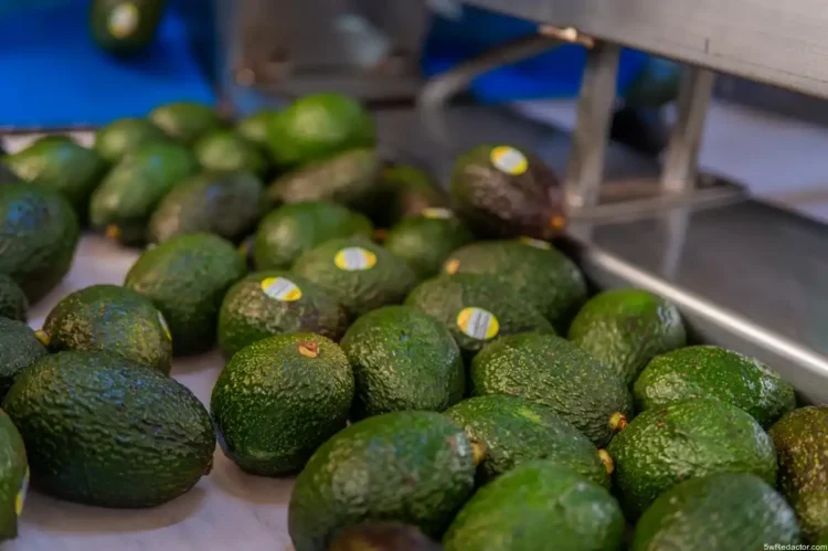 Aguacates frescos en proceso de selección para empaque y venta.