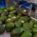 Aguacates frescos en proceso de selección para empaque y venta.