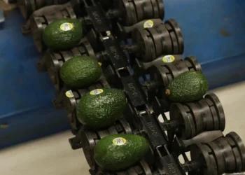 Aguacates en línea en una máquina de empaque en un supermercado en Mexico.
