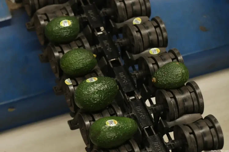 Aguacates en línea en una máquina de empaque en un supermercado en Mexico.