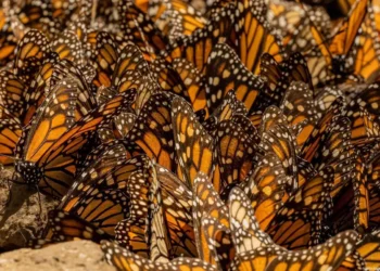 Mariposas Monarca congregadas en una colonia vibrante.