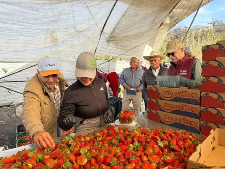 Productores de berries en Michoacán