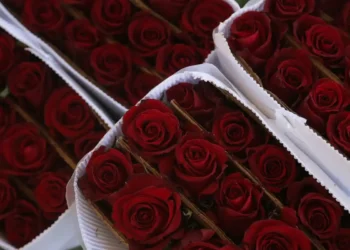 venta de rosas en Jalisco