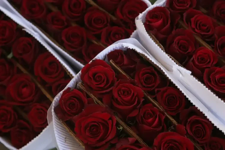 venta de rosas en Jalisco